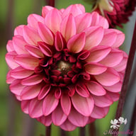 Senior's Hope Dahlia Knöl