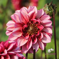 Senior's Hope Dahlia Knöl