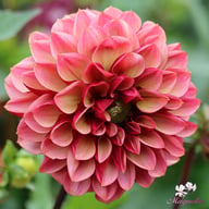 Senior's Hope Dahlia Knöl