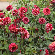 Senior's Hope Dahlia Tuber