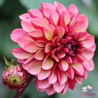 Senior's Hope Dahlia Knöl