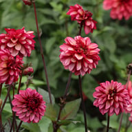 Senior's Hope Dahlia Tuber
