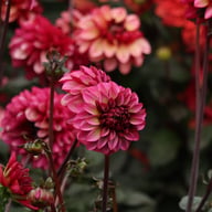 Senior's Hope Dahlia Tuber