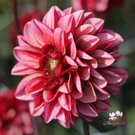 Senior's Hope Dahlia Knöl