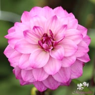 Senior's Purple Dahlia Tuber