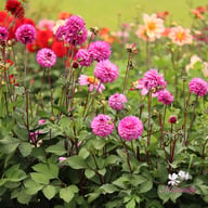 Senior's Purple Dahlia Tuber