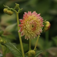 She's a Peach Blomstrar Dahlia Stickling