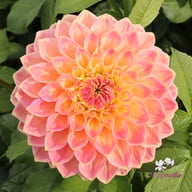 She's a Peach Blomstrar Dahlia Stickling
