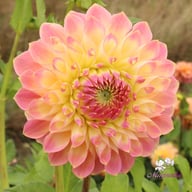 She's a Peach Blomstrar Dahlia Stickling