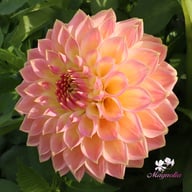 She's a Peach Blomstrar Dahlia Stickling