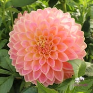 She's a Peach Blomstrar Dahlia Stickling
