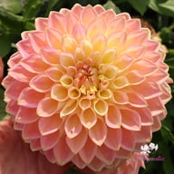She's a Peach Blomstrar Dahlia Stickling