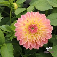 She's a Peach Blomstrar Dahlia Stickling