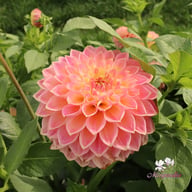 She's a Peach Blomstrar Dahlia Stickling