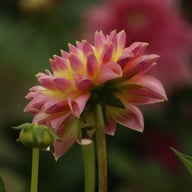 She's a Peach Blomstrar Dahlia Stickling