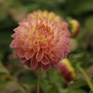 She's a Peach Blomstrar Dahlia Stickling