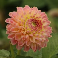 She's a Peach Blomstrar Dahlia Stickling