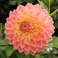 She's a Peach Blomstrar Dahlia Stickling