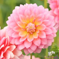 Sheer Heaven Dahlia Tuber