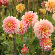 Sheer Heaven Dahlia Tuber
