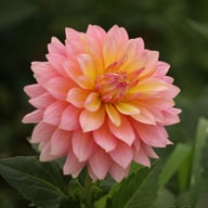 Sheer Heaven Dahlia Knöl