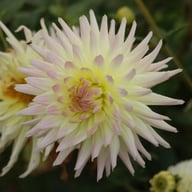 Shooting Star Dahlia Knöl
