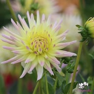 Shooting Star Dahlia Tuber
