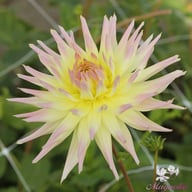 Shooting Star Dahlia Tuber