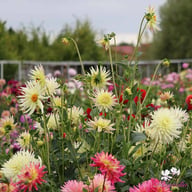 Shooting Star Dahlia Tuber