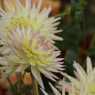 Shooting Star Dahlia Knöl