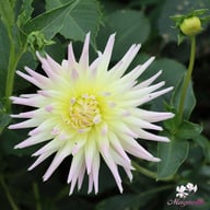 Shooting Star Dahlia Tuber