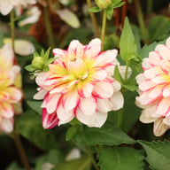 Short Track Dahlia Knöl