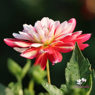 Short Track Dahlia Tuber