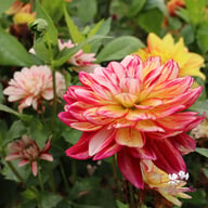 Short Track Dahlia Tuber