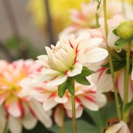 Short Track Dahlia Knöl