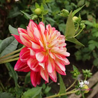 Short Track Dahlia Tuber