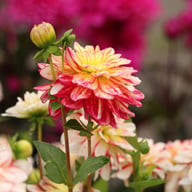 Short Track Dahlia Knöl