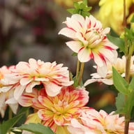 Short Track Dahlia Knöl