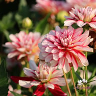 Short Track Dahlia Tuber