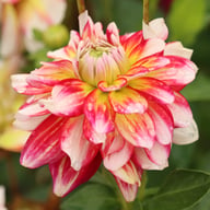 Short Track Dahlia Knöl