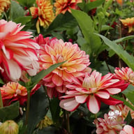 Short Track Dahlia Tuber