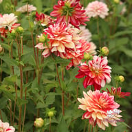 Short Track Dahlia Tuber