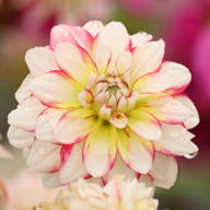 Short Track Dahlia Knöl