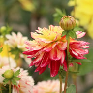 Short Track Dahlia Knöl