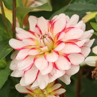 Short Track Dahlia Knöl