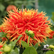 Show 'n' Tell Dahlia Knöl