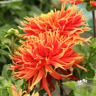 Show 'n' Tell Dahlia Knöl