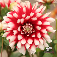 Siedlerstolz Dahlia Knöl