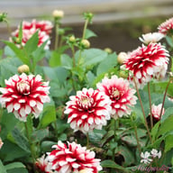 Siedlerstolz Dahlia Knöl
