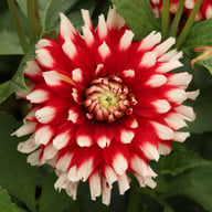 Siedlerstolz Dahlia Tuber